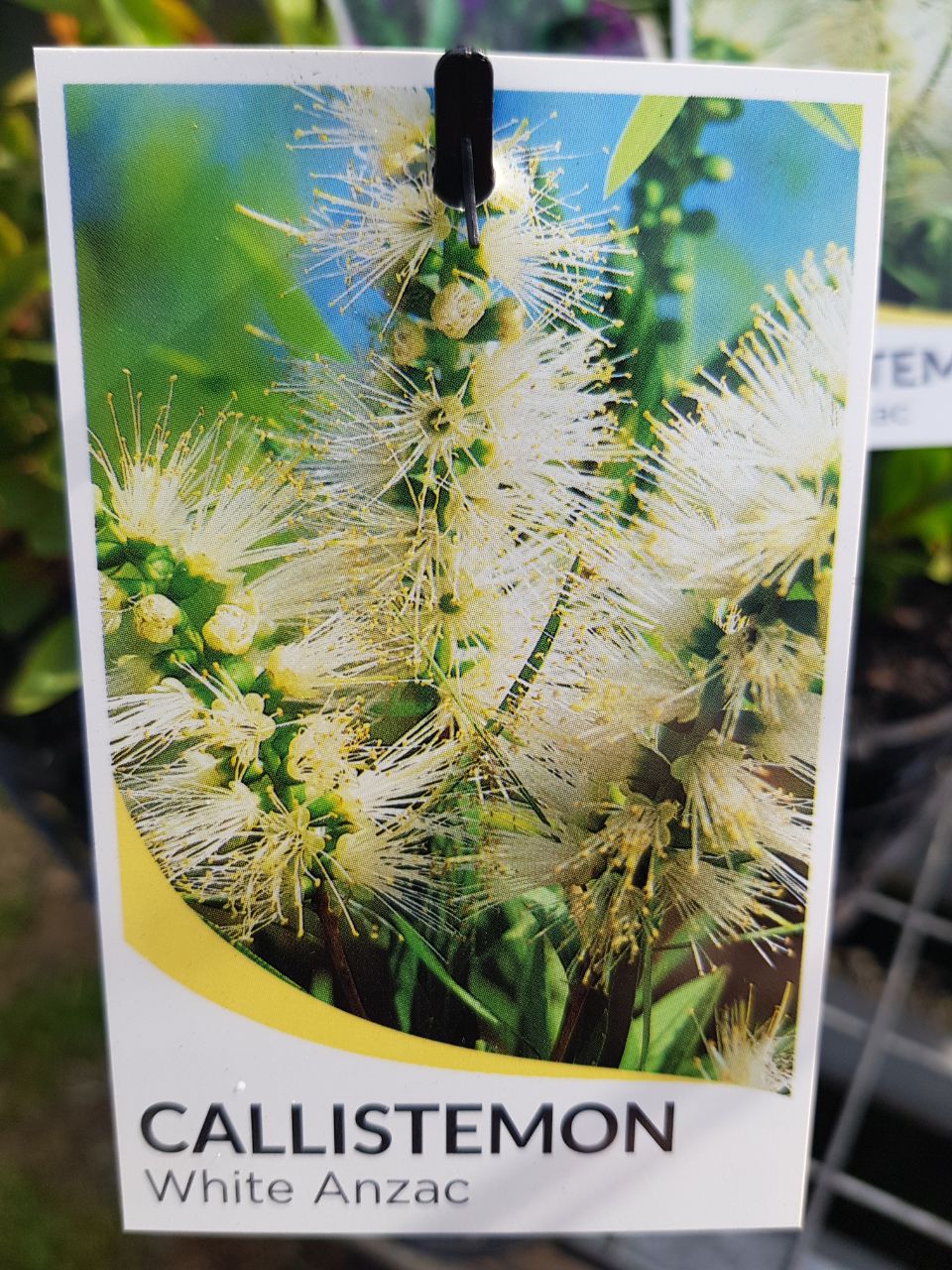 Callistemon - White Anzac - One Red Hill